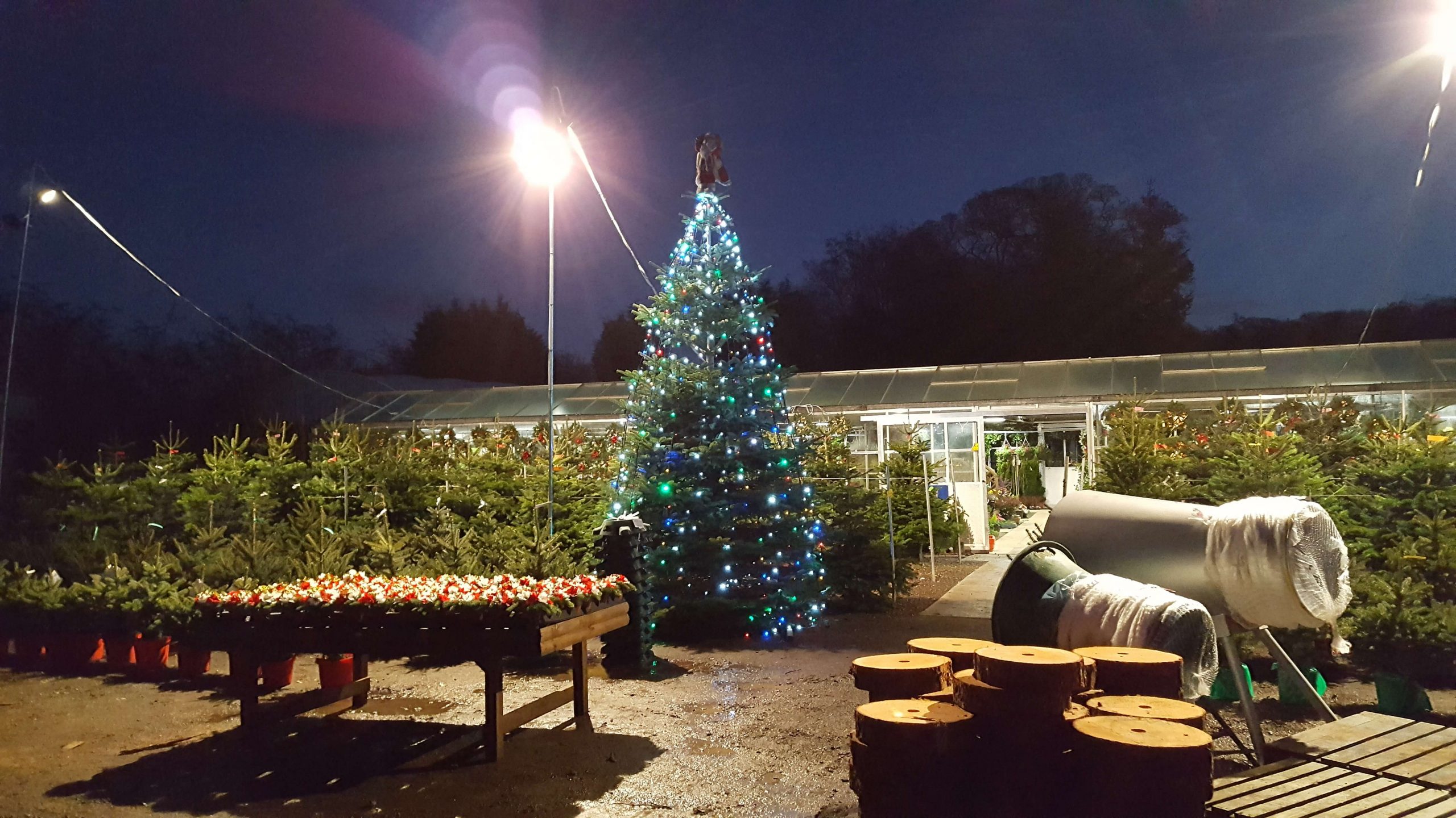 Christmas Trees Preston Christmas Wreaths Holland House Nursery