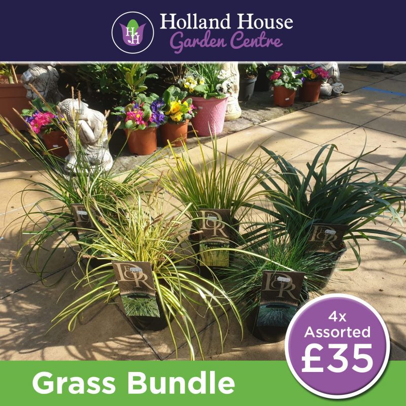 Grass Bundle - 4 Assorted