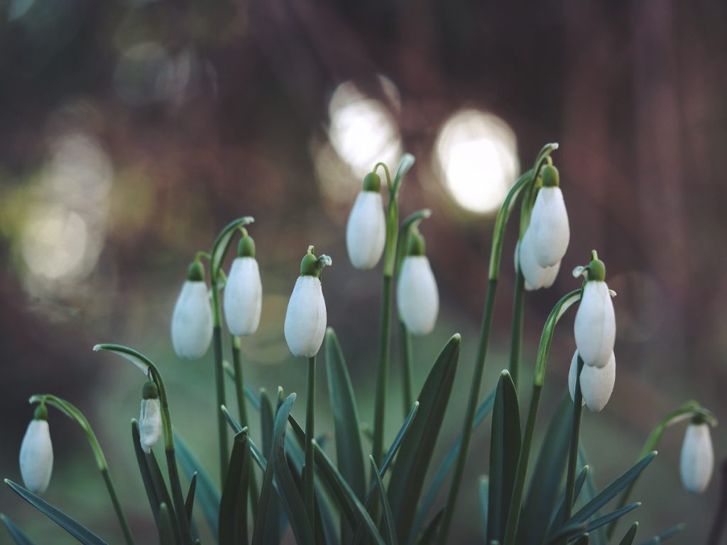 Garden jobs to do in the spring
