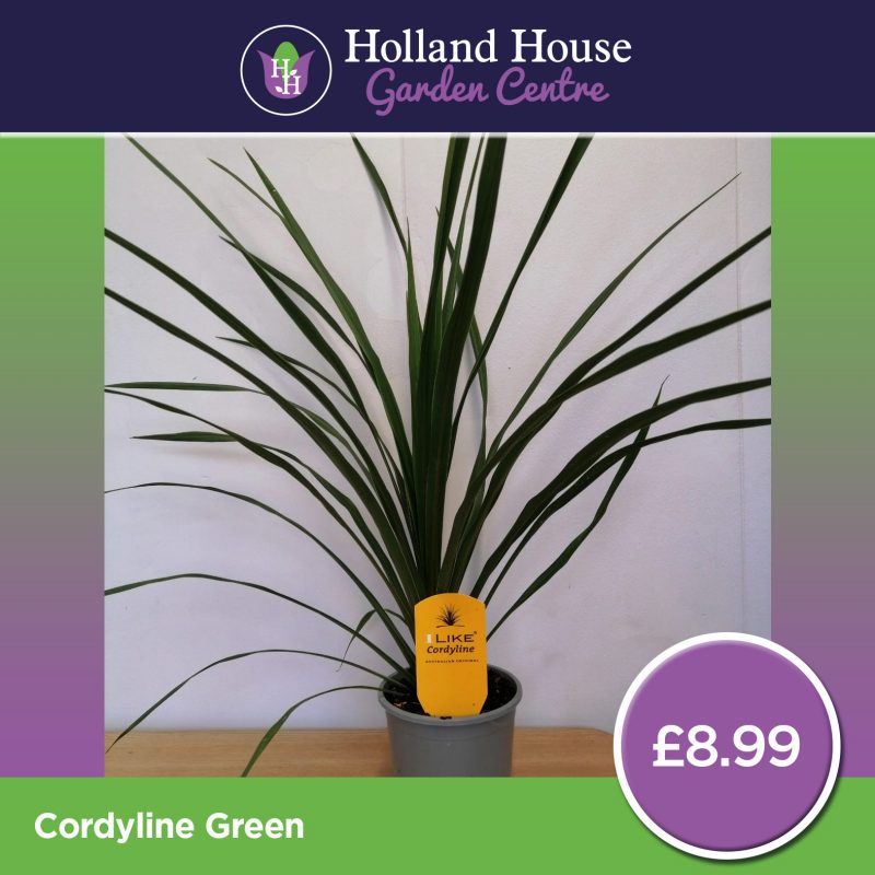 Cordyline Green