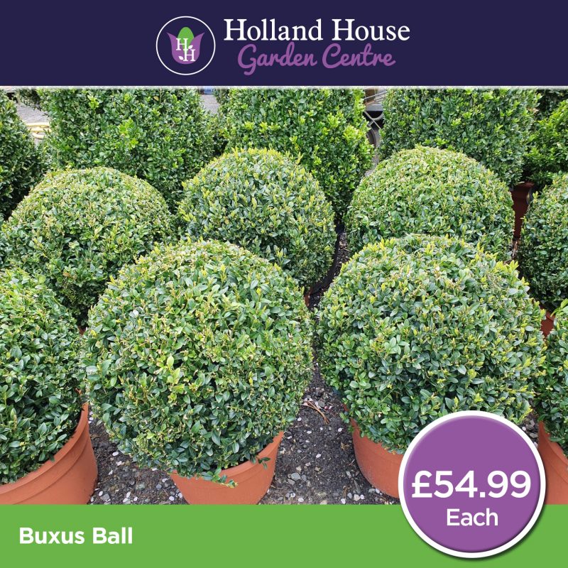 Buxus Ball