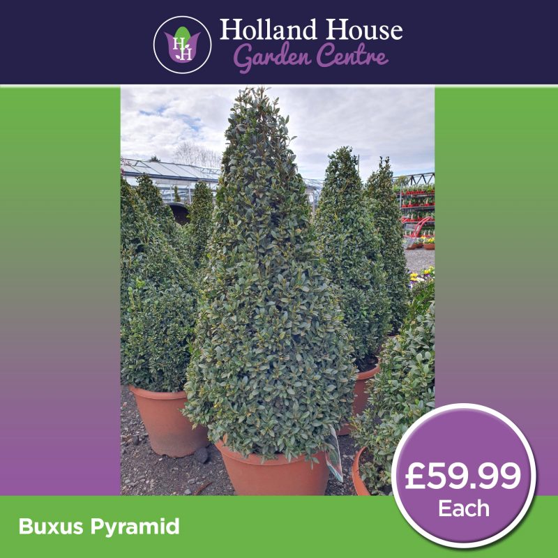Buxus Pyramid