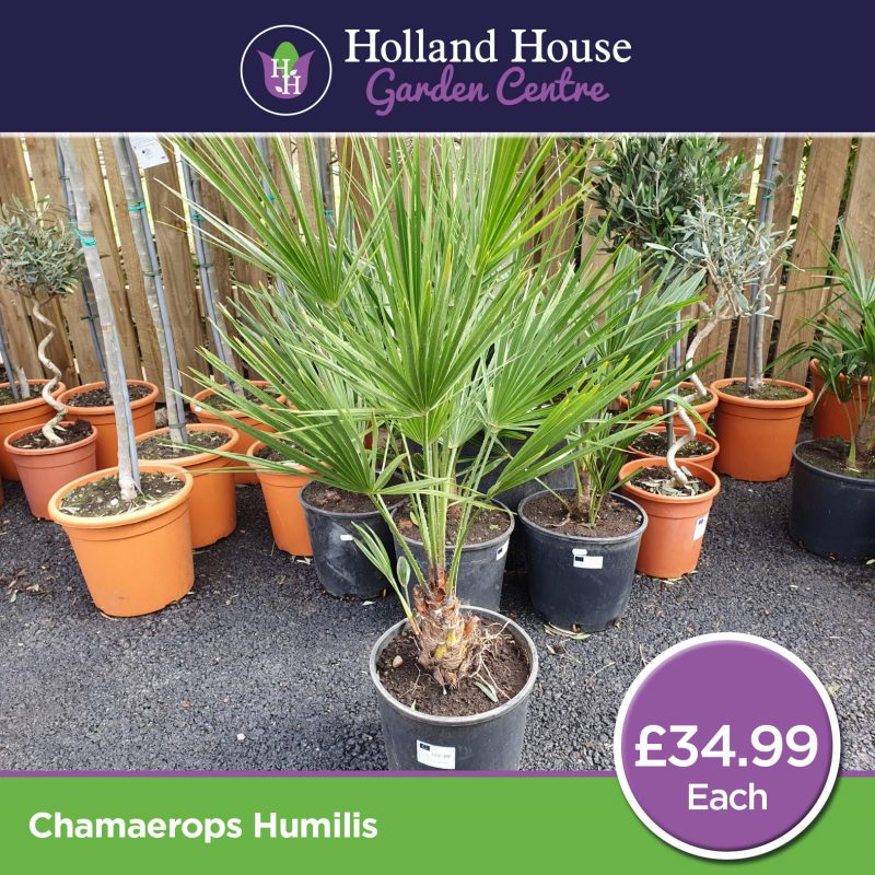 Chamaerops Humilis