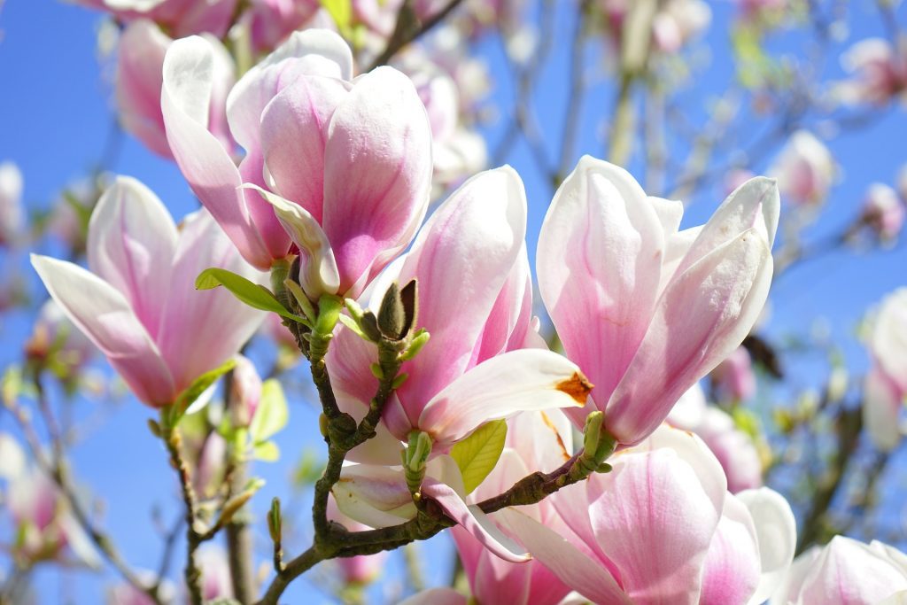 Magnolia x soulangeana