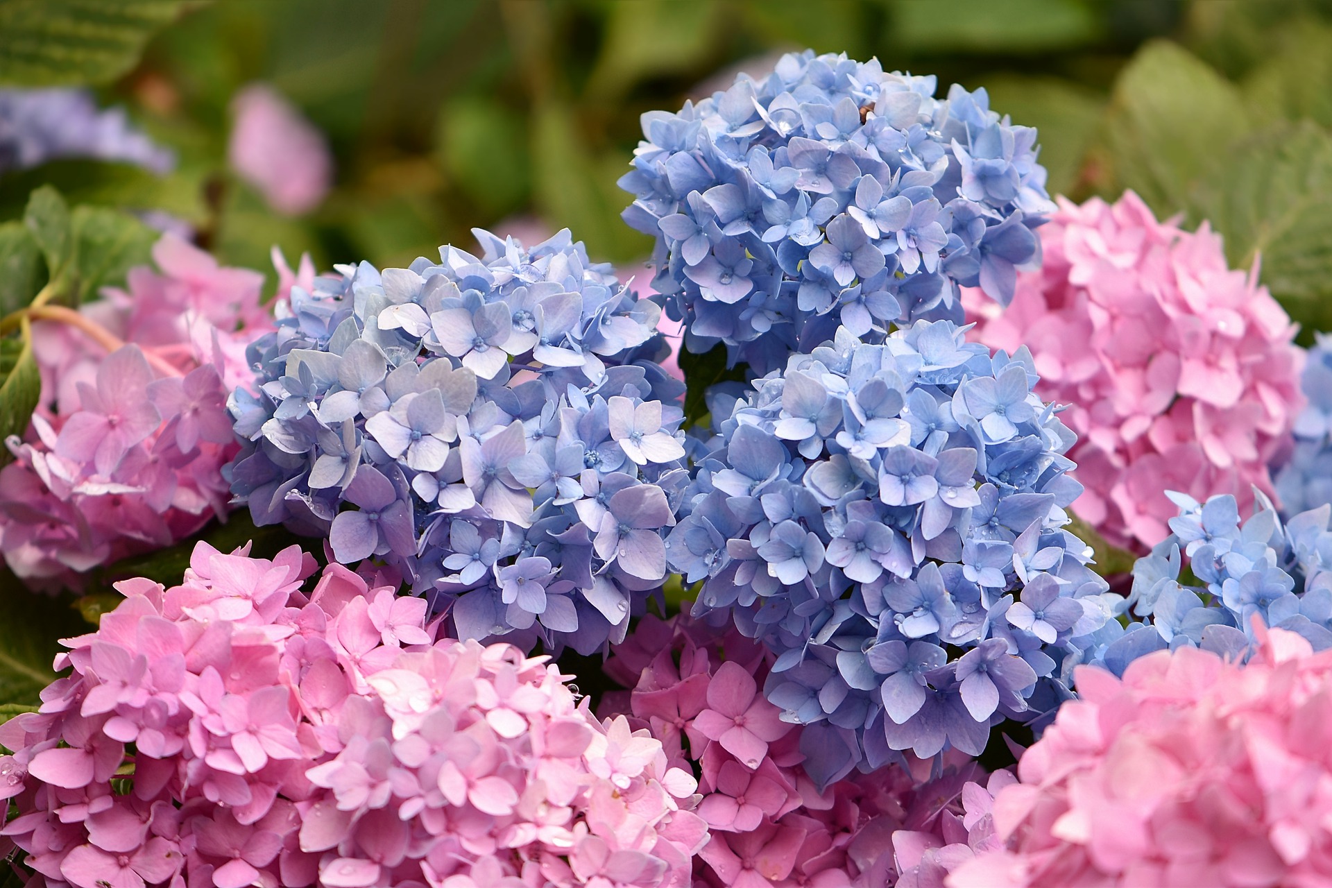 May Plant of The Month The Hydrangea Holland House Garden Centre Preston