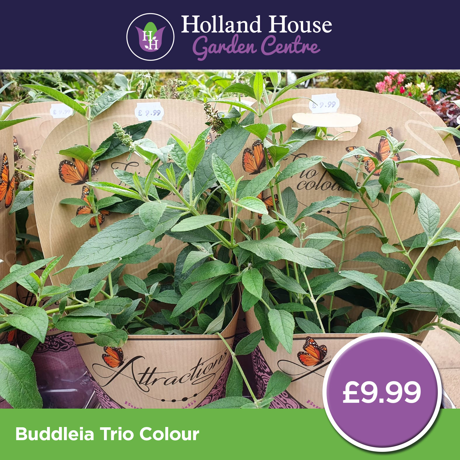 Buddleia Trio Colour - Holland House Garden Centre Preston