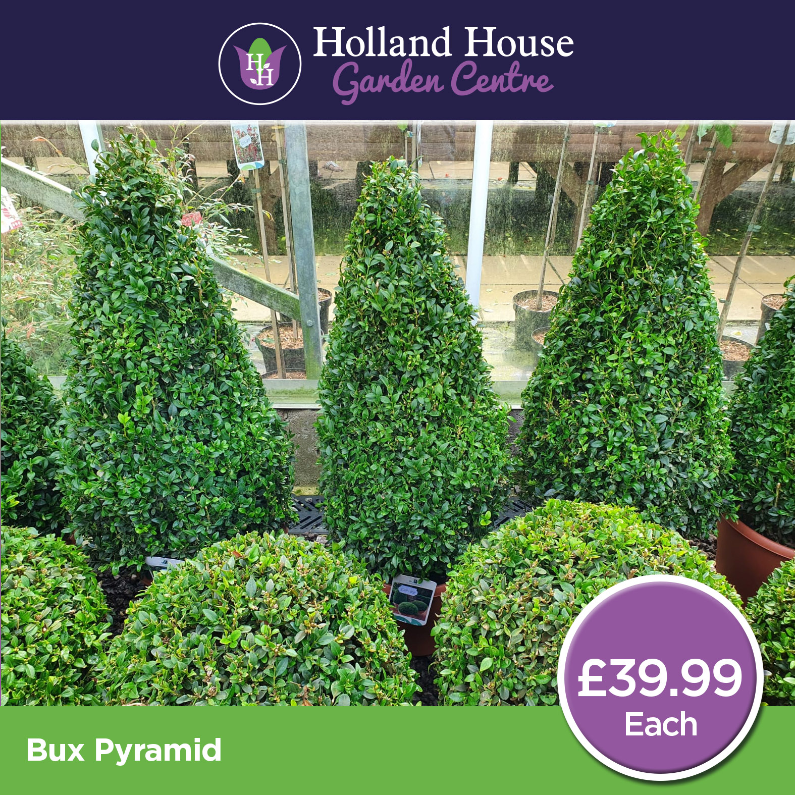 Buxus Pyramid - Holland House Garden Centre Preston