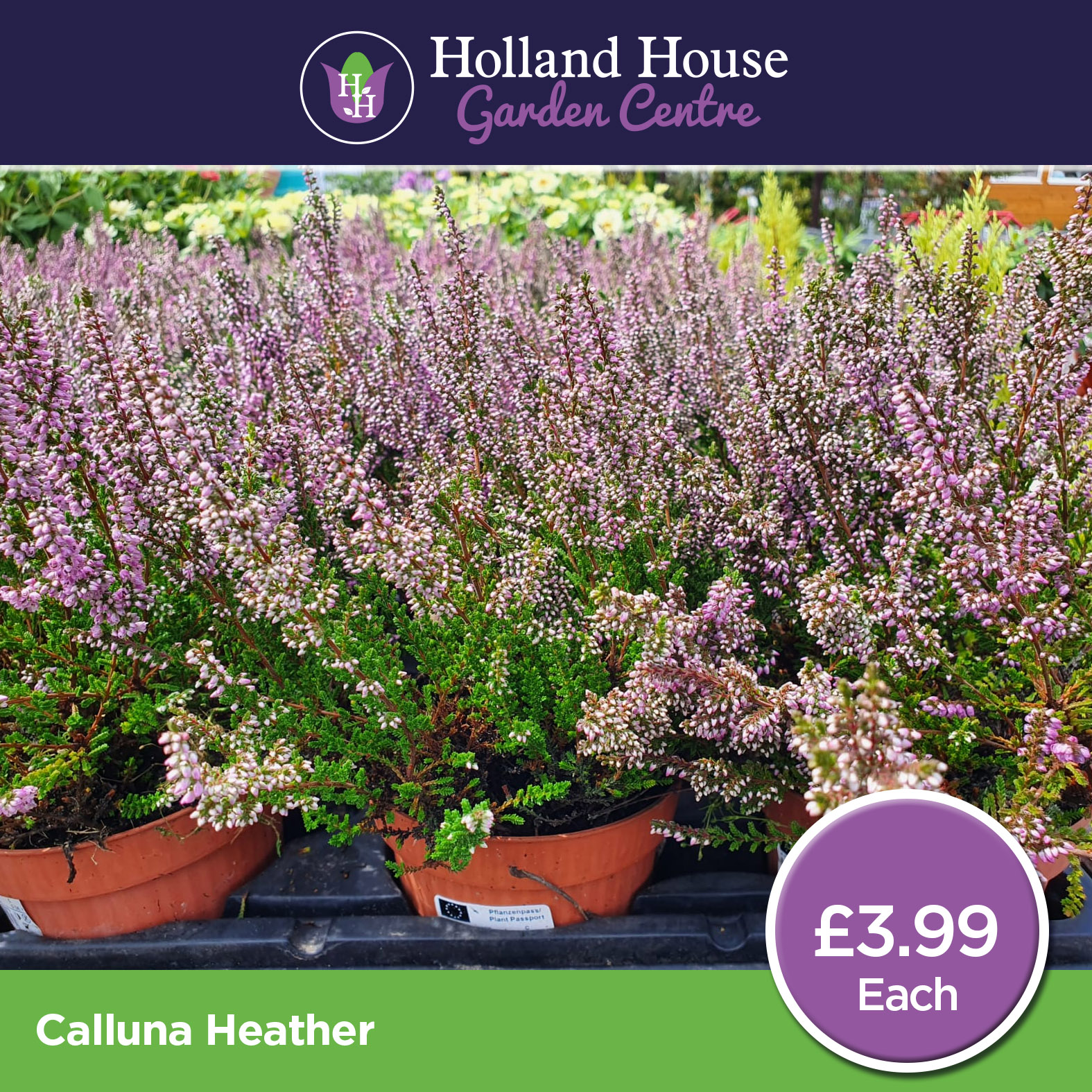 Calluna Heather - Holland House Garden Centre Preston