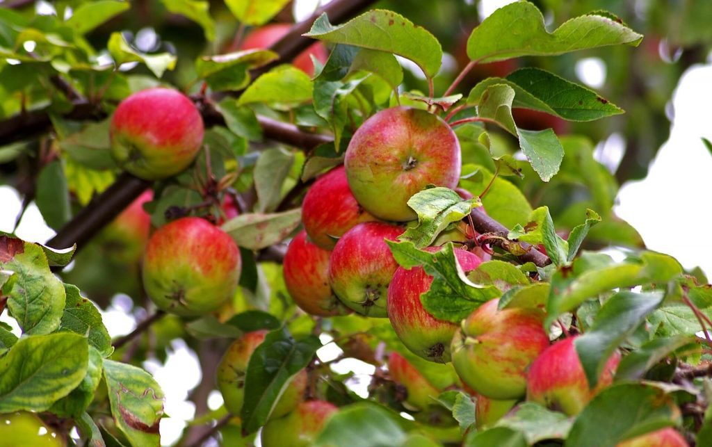 5 Garden Tips for Late September
