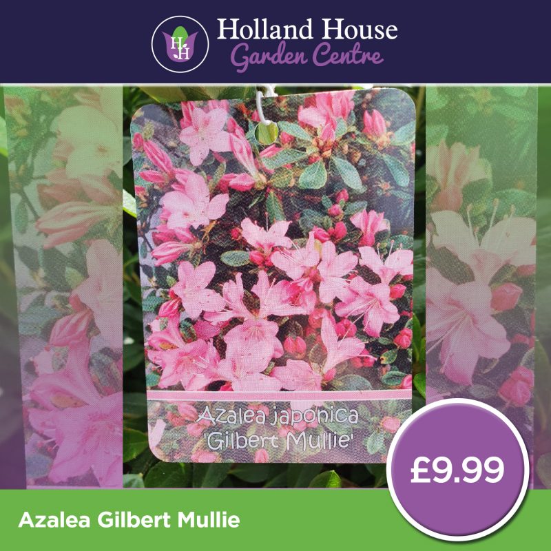 Azalea Gilbert Mullie Holland House Garden Centre Preston