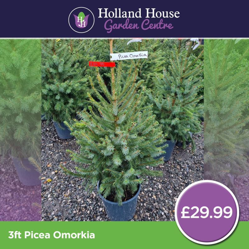 Picea Omorkia Potted Christmas Tree 3Ft
