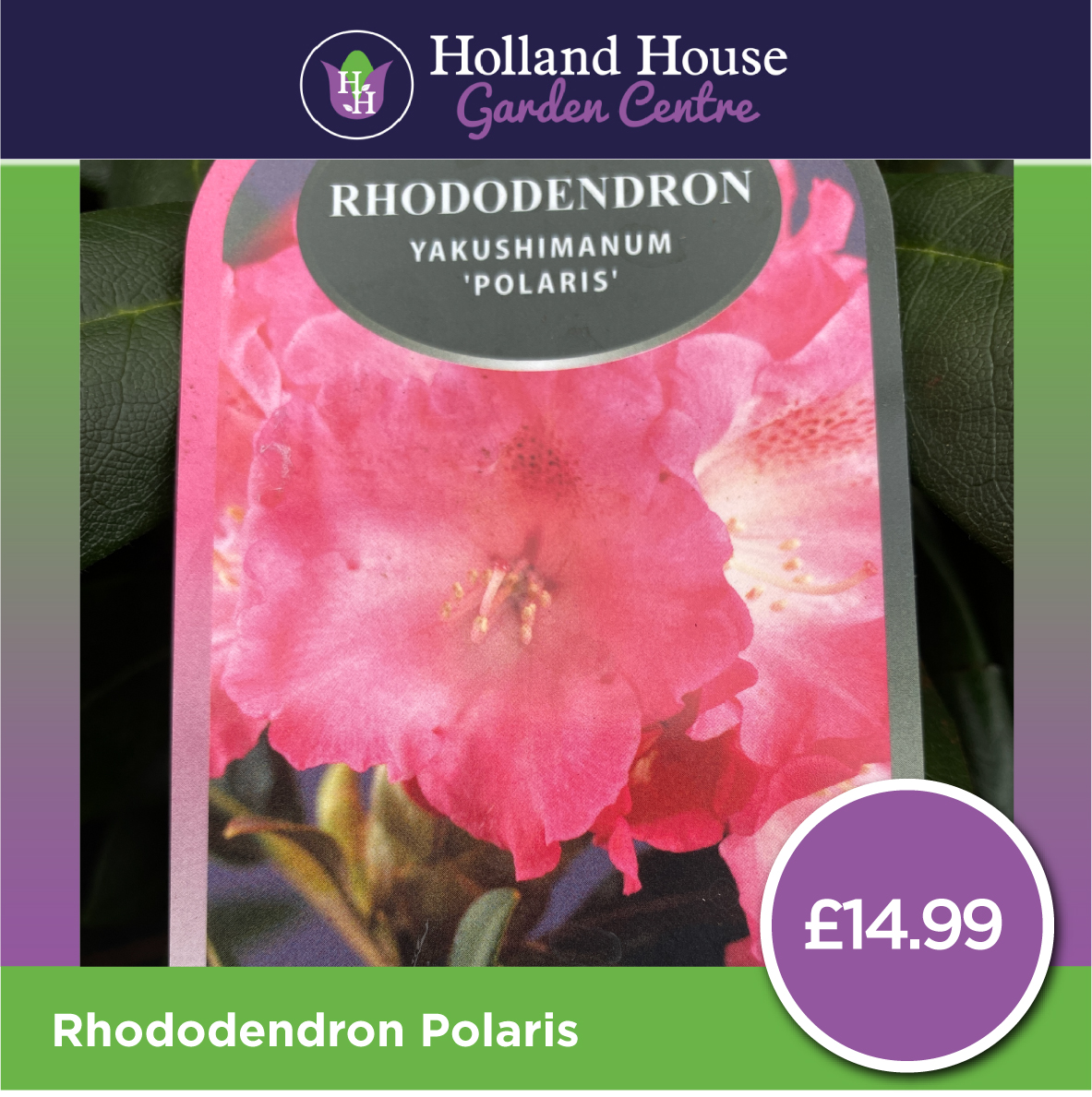 Rhododendron Polaris Holland House Garden Centre Preston