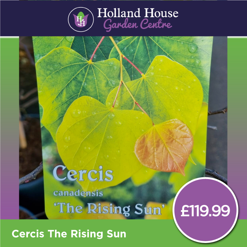 Cercis The Rising Sun