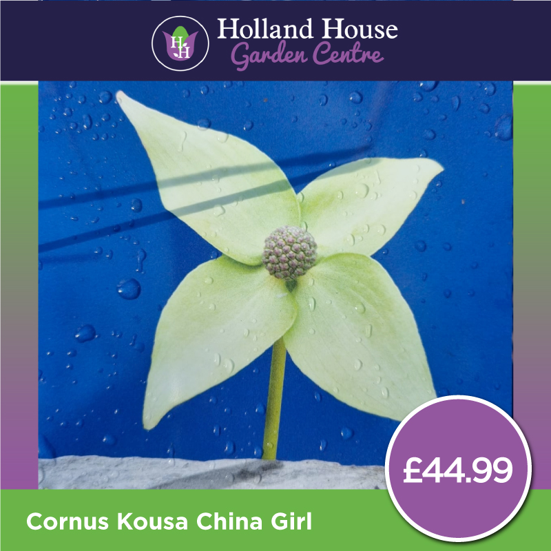Cornus Kousa China Girl