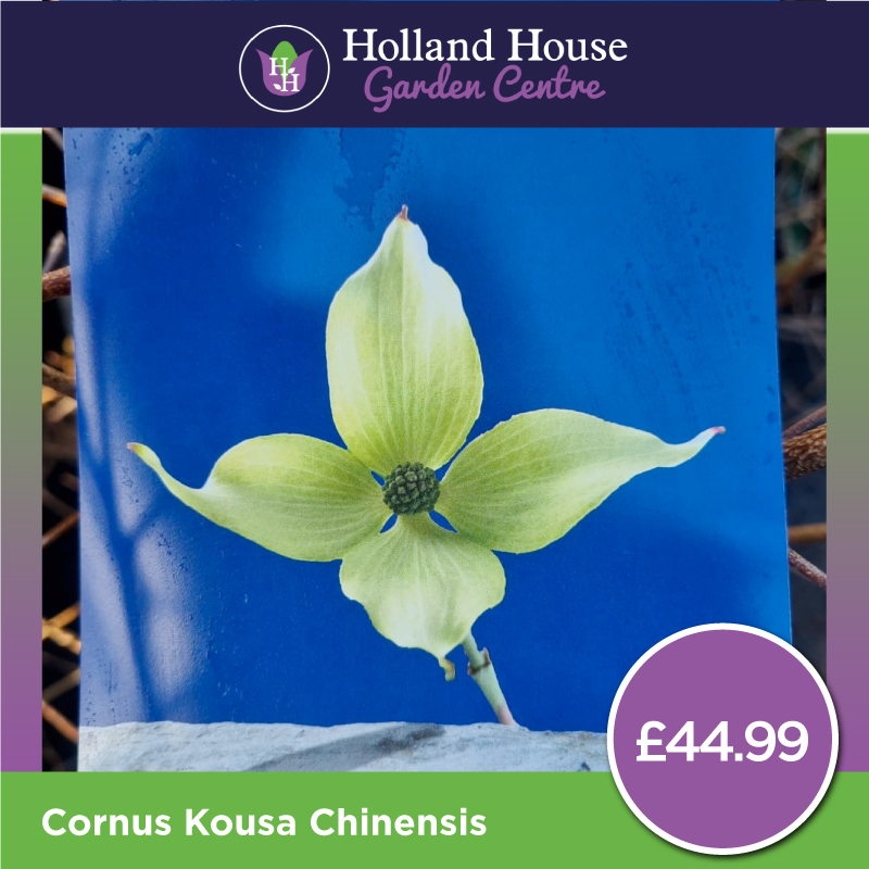 Cornus Kousa Chinensis