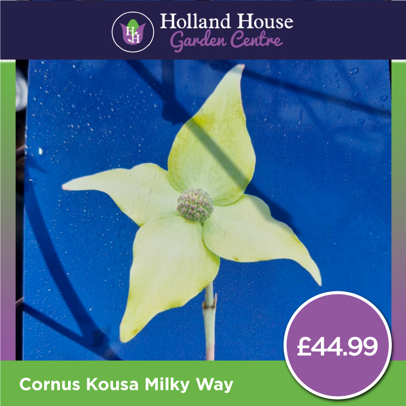 Cornus Kousa Milky Way