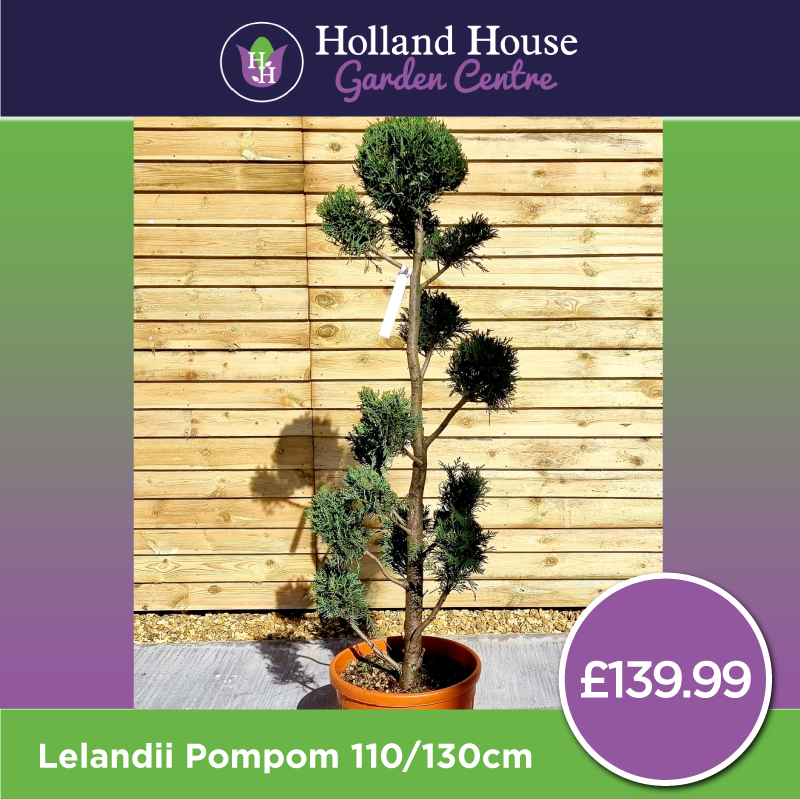 Cupressocyparis Lelandii Pompom 110-130cm