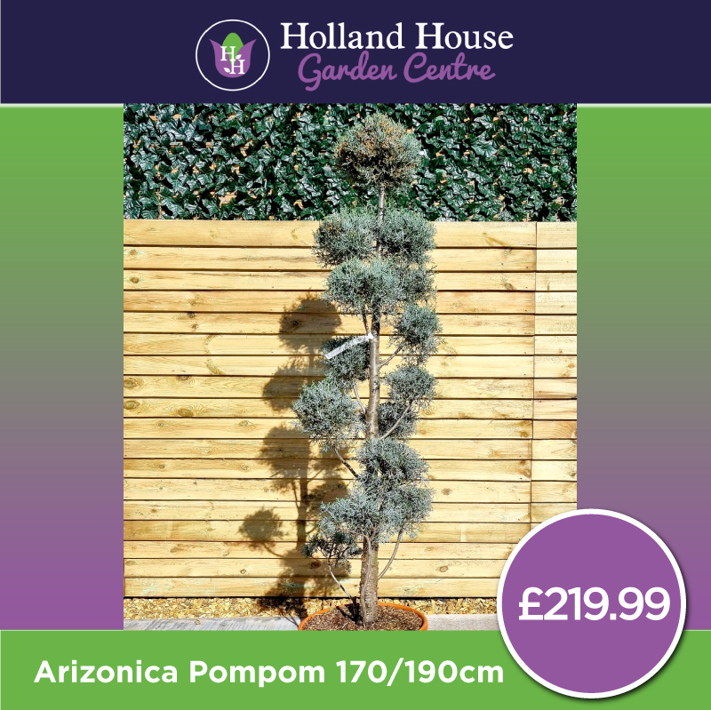 Cupressus Arizonica Pompom-170-190cm