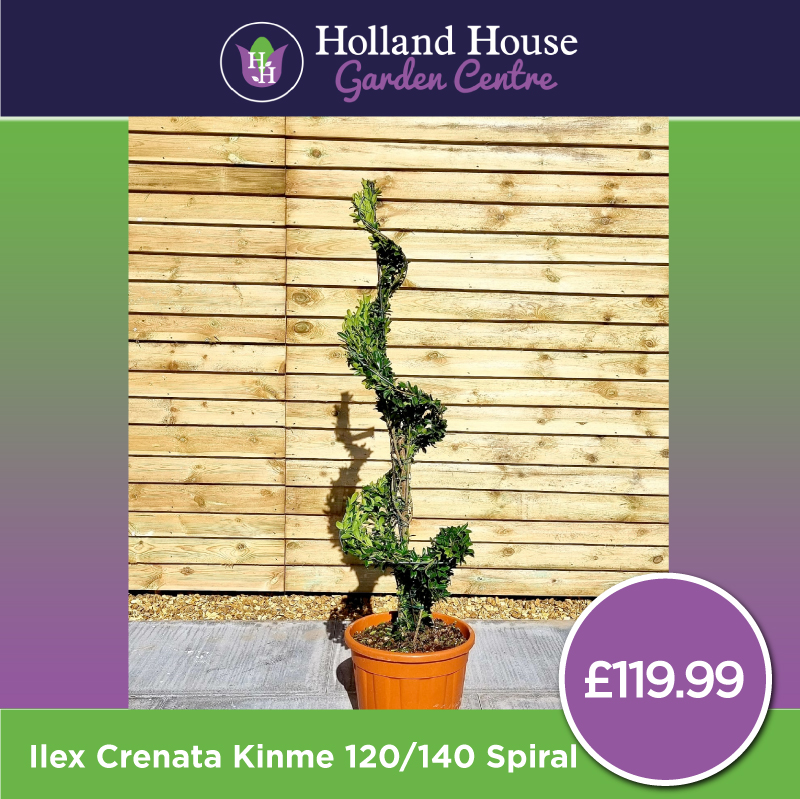 Ilex Crenata Kinme 120/140 Spiral