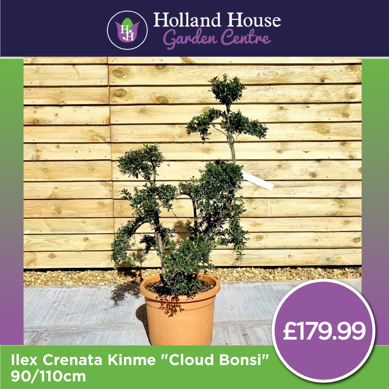Ilex Crenata Kinme Cloud Bonsi 90-110cm - Holland House Garden Centre ...