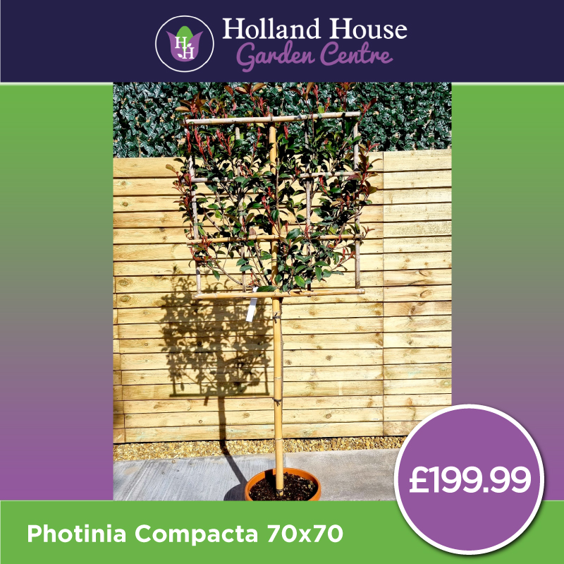 Photinia Robusta Compacta 70x70 Frame