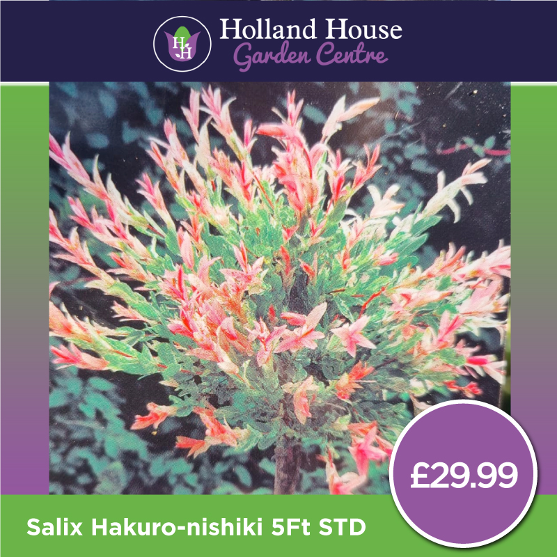Salix Hakuro Nishiki 5Ft STD