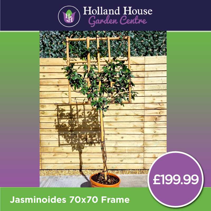 Trachelospernum Jasminoides 70x70 Frame