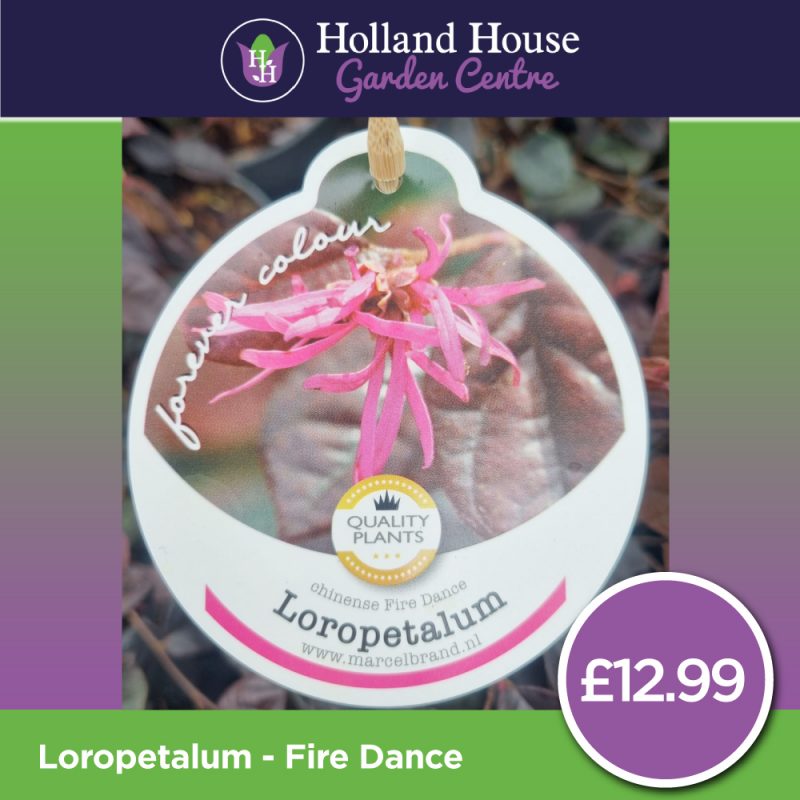 Loropetalum Fire-Dance 3 Ltr