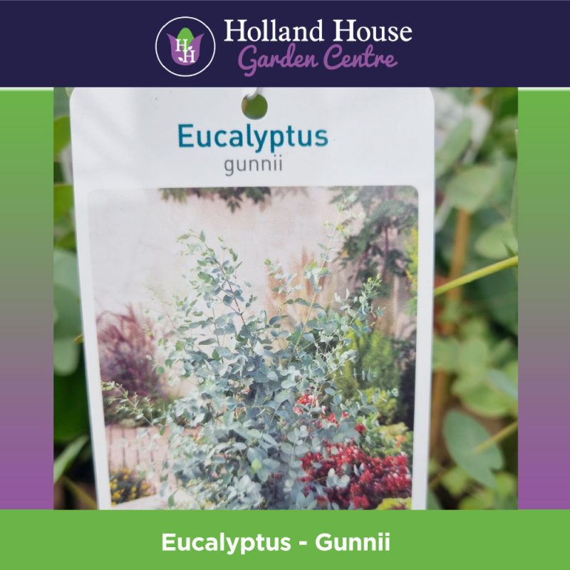 Eucalyptus Gunnii