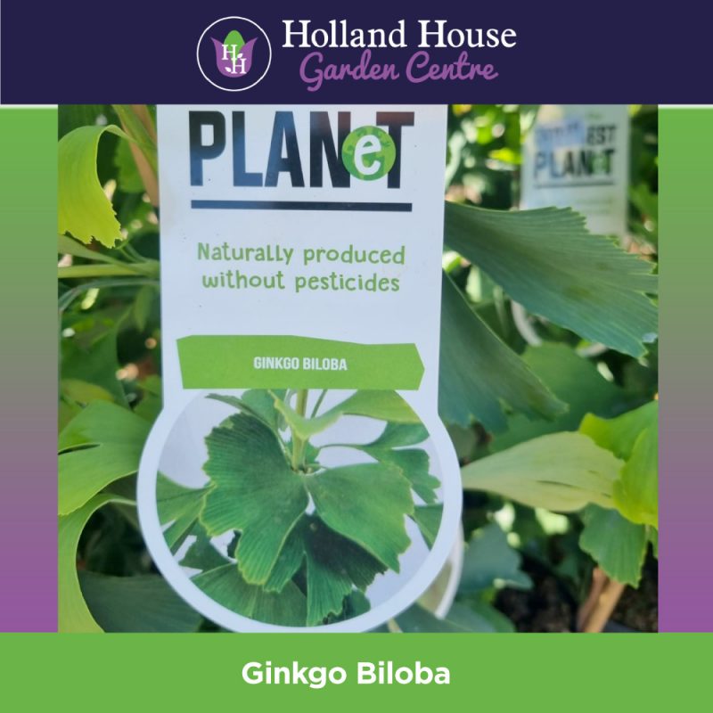 Ginkgo Biloba