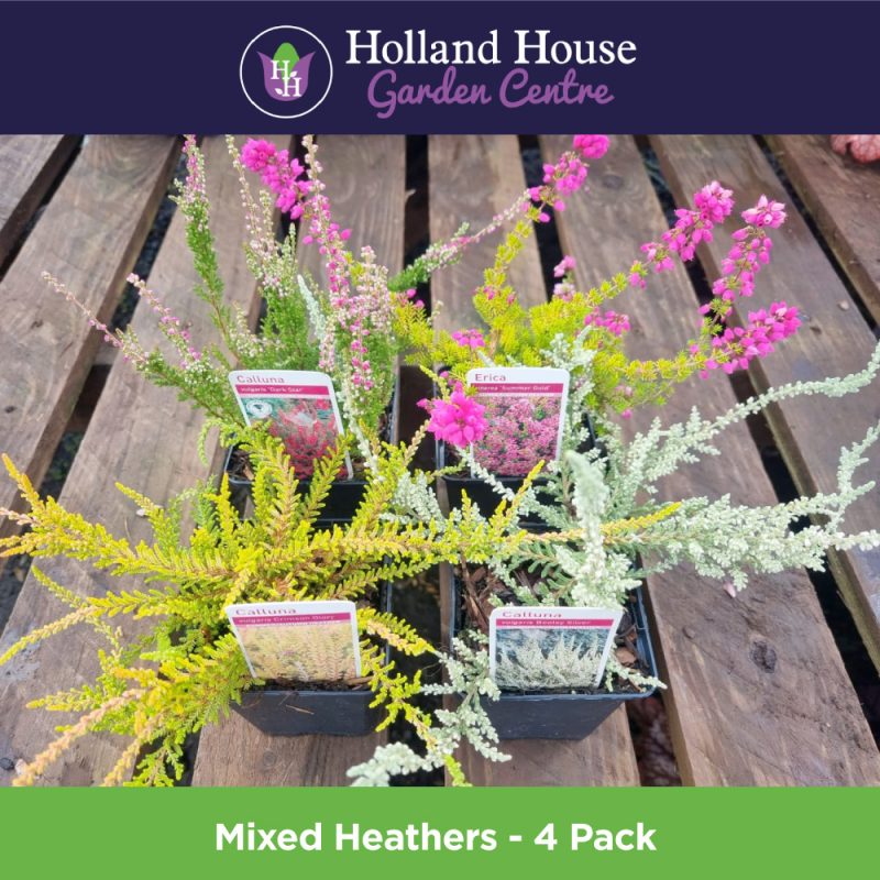Mixed Heathers 4-Pack