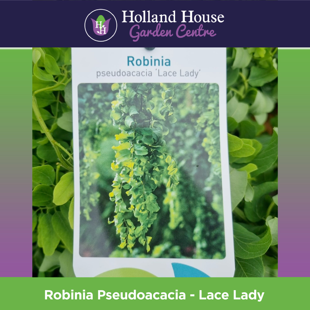Robinia Pseudoacacia Lace Lady Holland House Garden Centre Preston