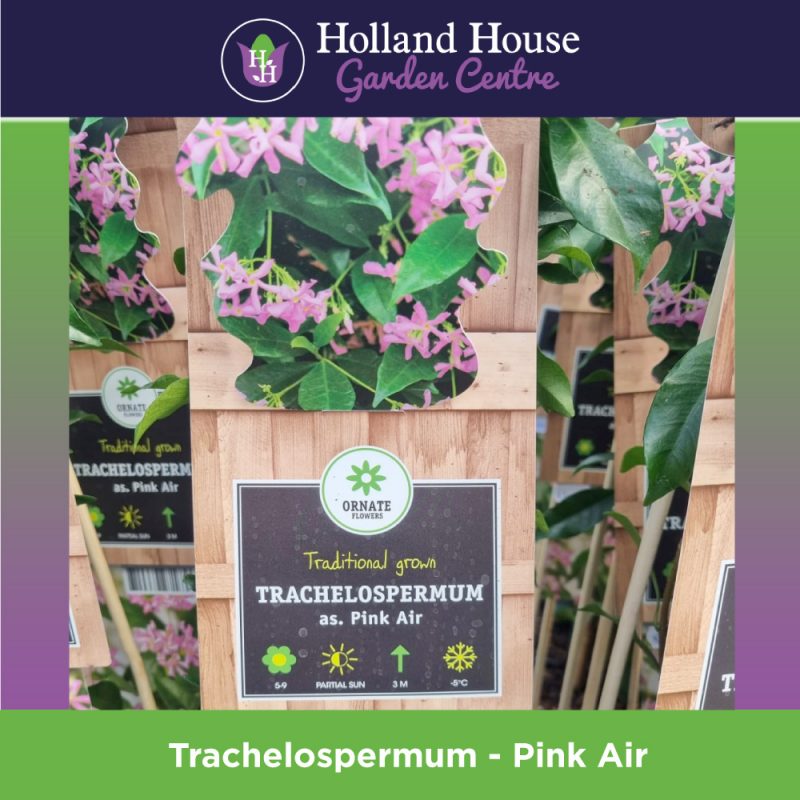 Trachelospermum Pink Air