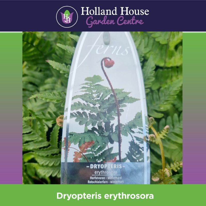 Fern, Dryopteris Erythrosora 1.5 Ltr