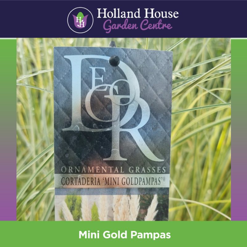 Mini Gold Pampas