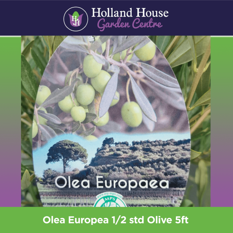 Olea Europea 1/2 std Olive 5ft