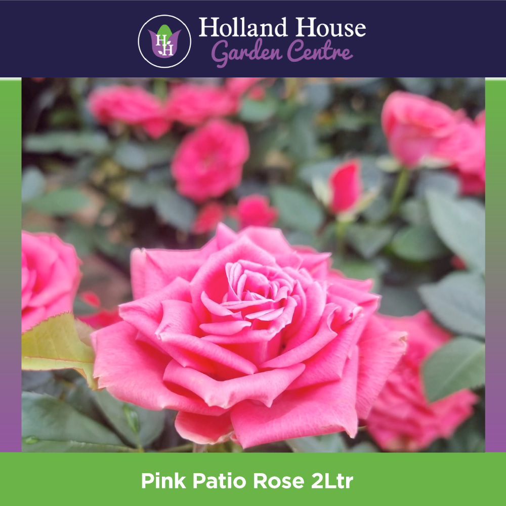 Pink Patio Rose 2Ltr Holland House Garden Centre Preston