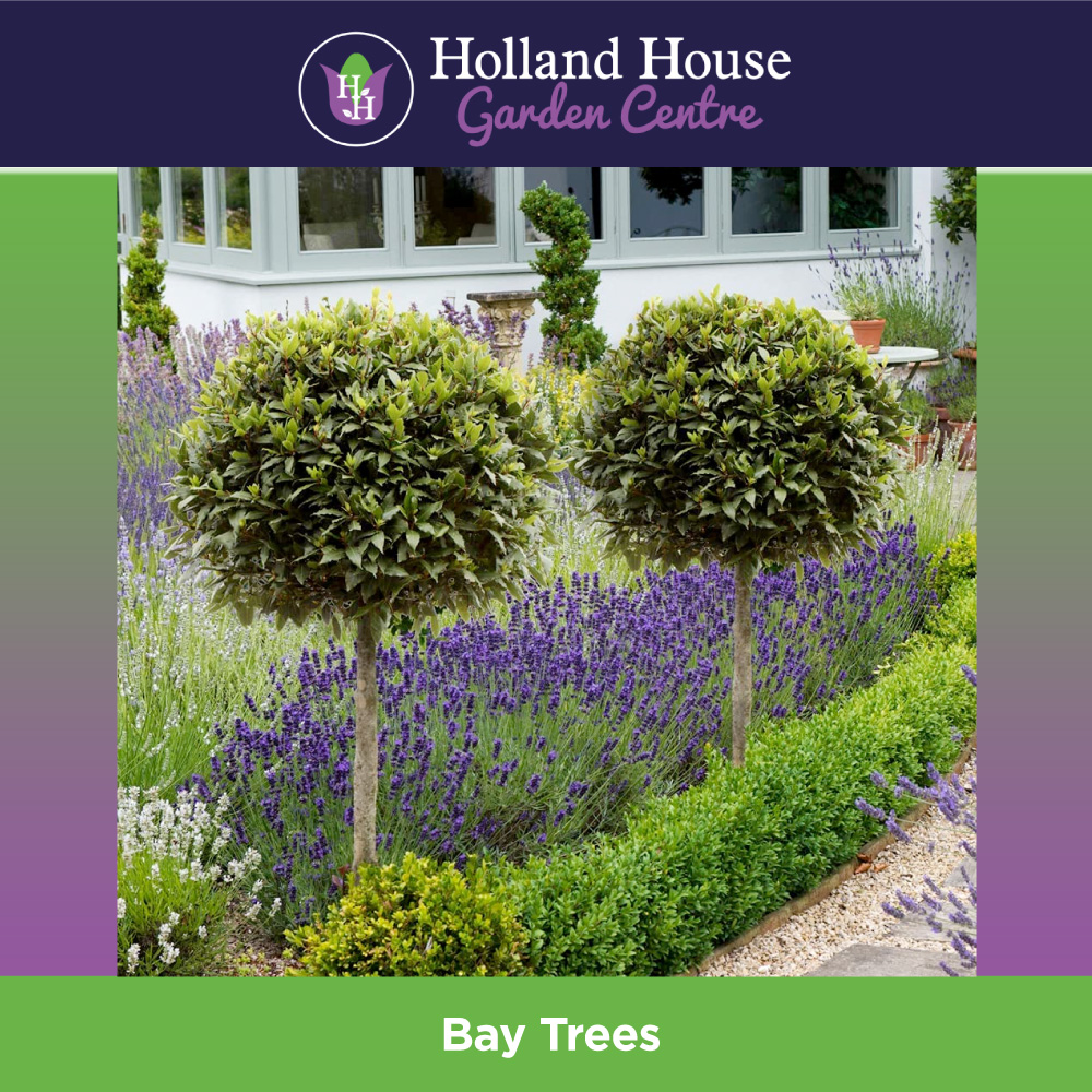 Bay Trees Holland House Garden Centre Preston