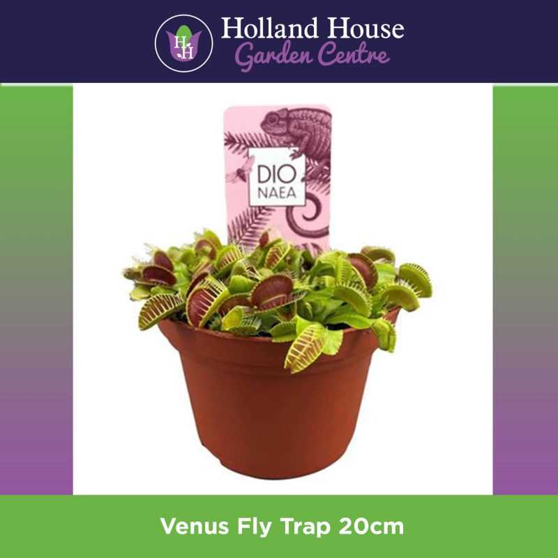 Venus Fly Trap 20cm
