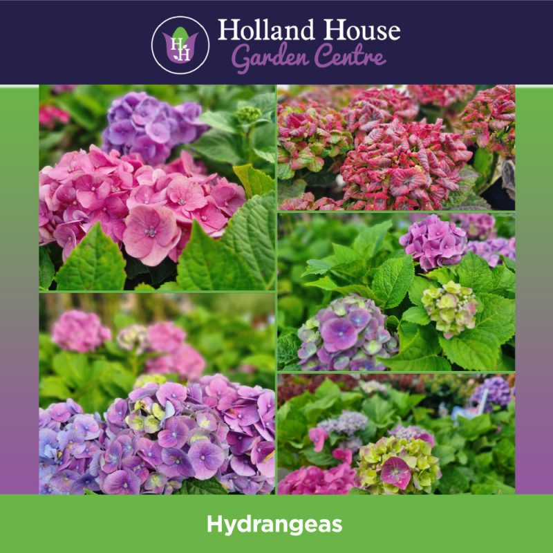 Hydrangeas