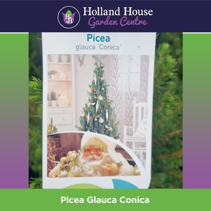 Picea Glauca Conica