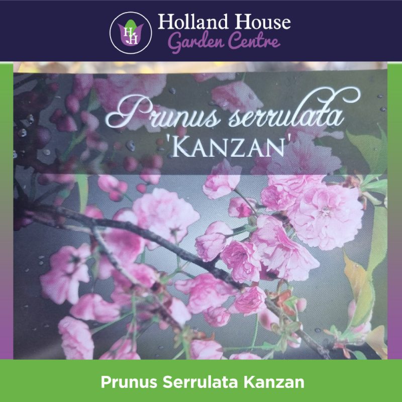 Prunus Serrulata Kanzan