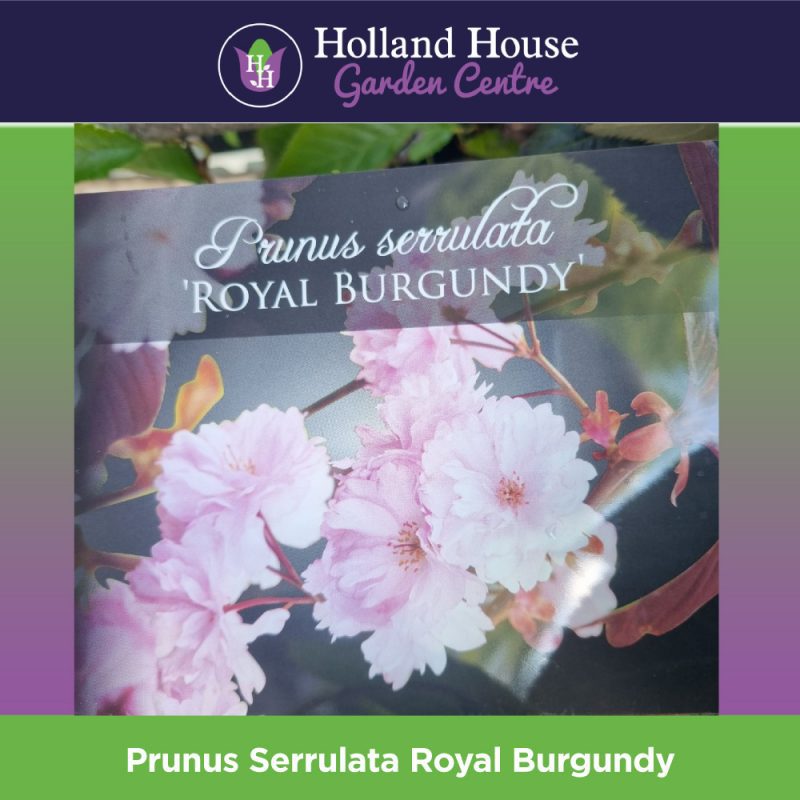 Prunus Serrulata Royal Burgundy