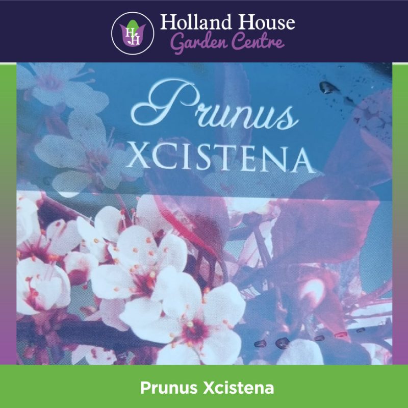 Prunus Xcistena 7.5Ltr