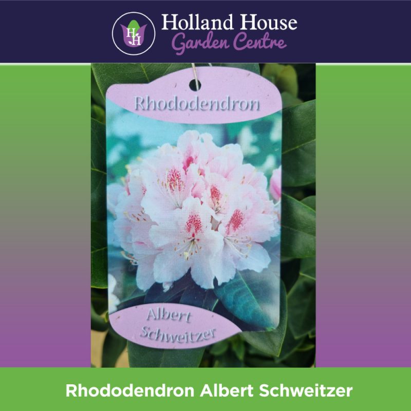 Rhododendron Albert Schweitzer 5Ltr