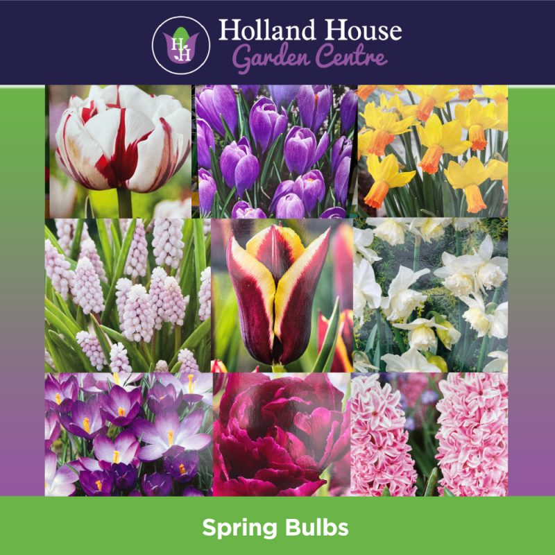 Spring Bulbs