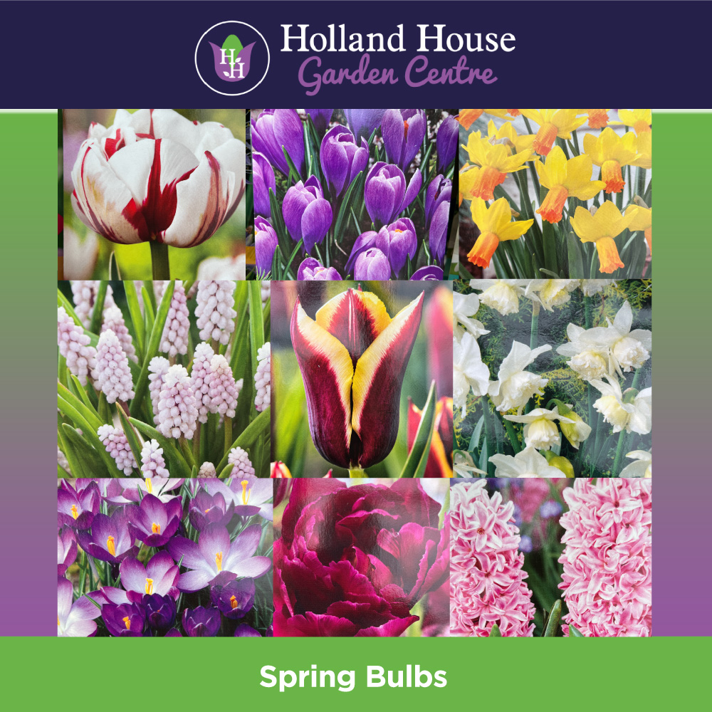 spring-bulbs-holland-house-garden-centre-preston