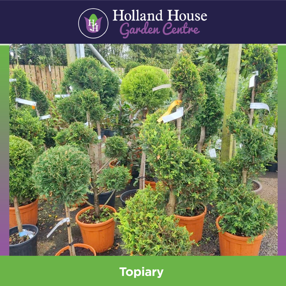 Topiary - Holland House Garden Centre Preston