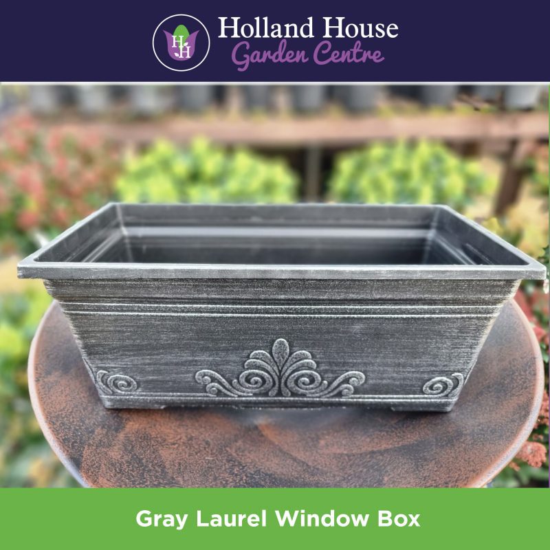 Gray Laurel Window Box