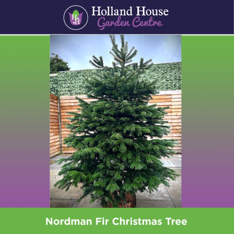 Nordman Fir Christmas Tree